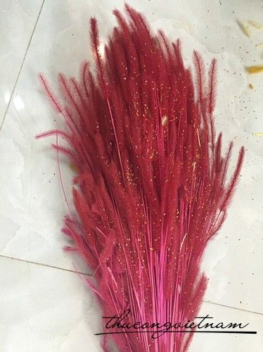 Cỏ bông lau màu đỏ